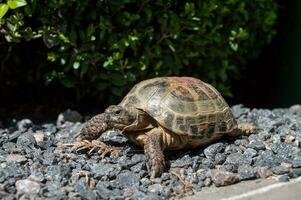 A beautiful close-up of a Russian domestic tortoise. Turtle pet in the yard on gravel, pebble road. photo