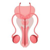 Male reproductive organ. Healthy reproductive Internal human system in cartoon style. Vector illustration. Isolated on white background.