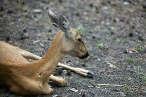 Female Siberian roe deer photo