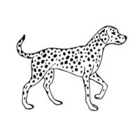 Vector hand drawn sketch Dalmatian dog isolated on white background