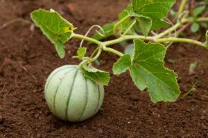 Cantalupo creciente en un vegetal jardín foto