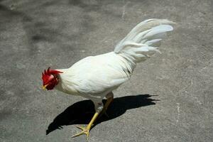 White rooster in a courtyard photo