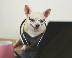 brown short hair chihuahua dog wearing eyeglasses and headphones around neck sitting on wooden floor with computer notebook working and looking at computer screen. photo