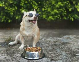 linda marrón chihuahua perro vistiendo Gafas de sol sentado en cemento piso con perro comida cuenco en el jardín. foto