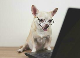 marrón corto pelo chihuahua perro vistiendo los anteojos sentado en de madera piso con computadora cuaderno trabajando y mirando a computadora pantalla. foto