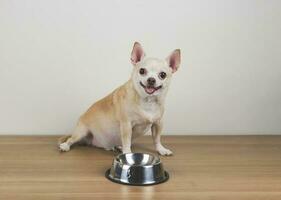 hambriento chihuahua perro sentado en de madera piso con vacío perro comida bol, mirando a su propietario preguntando para alimento. foto