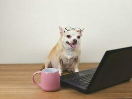 Brown short hair chihuahua dog wearing eyeglasses on his head, siiting with computer laptop and pink cup of coffee, smiling. photo