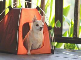 marrón corto pelo chihuahua perro sentado dentro naranja cámping tienda en de madera piso, de madera cerca con corazón forma fondo, mascota viaje concepto. foto