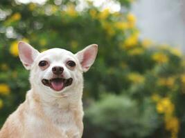 contento marrón corto pelo chihuahua perro sentado en verde césped en el jardín con amarillo flores fondo negro, sonriente con su lengua afuera. foto