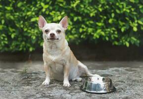 Hungry chihuahua dog sitting on cement floor in the garden with empty dog food bowl, looking at camera asking for more food. photo