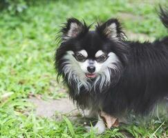 black and white long hair Chihuahua dog standing on green grass, looking at camera. photo