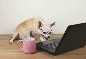 brown short hair chihuahua dog wearing eyeglasses  sitting on wooden floor with computer laptop and pink coffee cup, working and looking at computer screen. photo