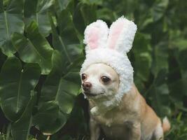 marrón corto pelo chihuahua perro vestido arriba con Pascua de Resurrección conejito disfraz venda sentado en verde césped en el jardín, foto