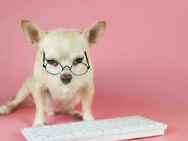 brown Chihuahua dog wearing eye glasses,  sitting with computer keyboard on pink background. Dog working on computer. photo