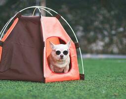 Perro chihuahua de pelo corto marrón con gafas de sol sentado en una tienda de campaña naranja sobre hierba verde, al aire libre, mirando a la cámara. concepto de viaje de mascotas. foto