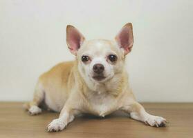 brown chihuahua dog lying down on wooden floor, looking at camera. photo