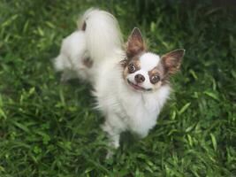 brown and white long hair chihuahua dog standing on green grass in the garden looking up and smiling at camera. photo