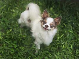 marrón y blanco largo pelo chihuahua perro en pie en verde césped en el jardín mirando arriba y sonriente a cámara. foto