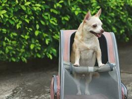 brown short hair chihuahua dog standing  in pet carrier backpack with opened windows, looking away. photo