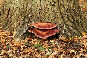 si Filete de ternera poliporo- fistulina hepática foto