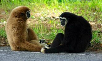 Couple of Gibbon seated on the edge of a road photo