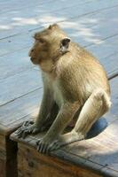 sentado macaco esperando para un turista a lanzar comida foto