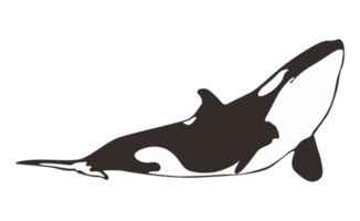 orca baleia em transparente fundo png