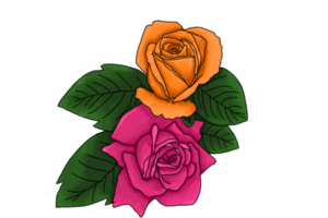 Illustration of a Rose Flower on a Transparent Background png