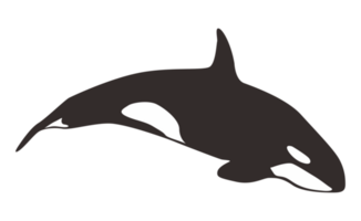 orca baleia em transparente fundo png