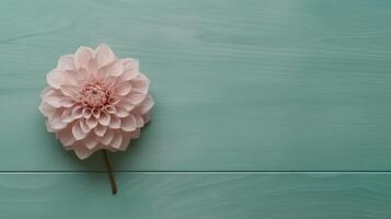 Beautiful Dahlia Flower on Pastel Sea Green Wooden Table Top, . photo