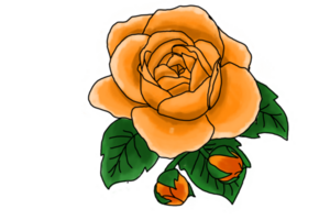 Illustration of a Rose Flower on a Transparent Background png