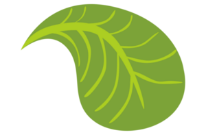 Simple Botany Green Leaf With Transparent Background png