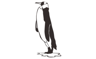 Penguin Line Art on a transparent background png