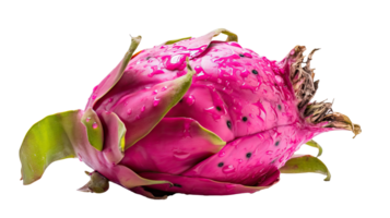 Frais dragon fruit isolé sur transparent Contexte. génératif ai illustration. png