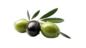 Black and Green Olive Branch Illustration on Transparent Background. . png