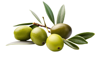 Frais olive branche illustration sur transparent Contexte. génératif ai. png