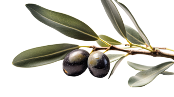 Fresh Black Olive Branch Illustration on Transparent Background. . png