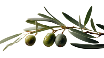 Fresh Olive Branch Illustration on Transparent Background. . png