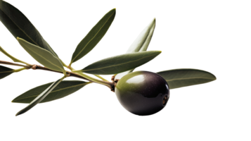 Black and Green Olive Branch Illustration on Transparent Background. . png