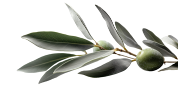 Fresh Olive Branch Illustration on Transparent Background. . png