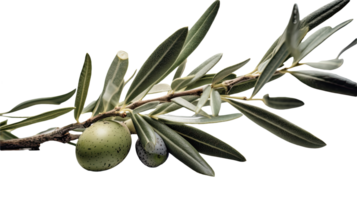 Fresh Olive Branch Illustration on Transparent Background. . png