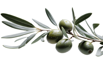 Fresh Olive Branch Illustration on Transparent Background. . png