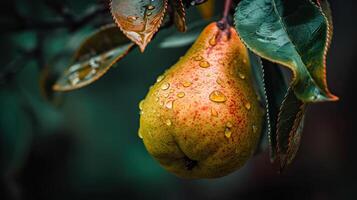 Closeup Shot of Pear Fruit on Tree Branch with Water Droplets, Beautiful Organic Background. Technology. photo