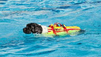 Salvavidas perro en nadando piscina. foto