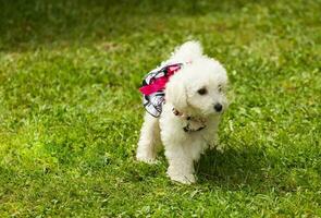 Cute small poodle puppy dog. photo