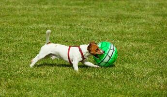 Jack Russell terrier perro jugando con pelota foto