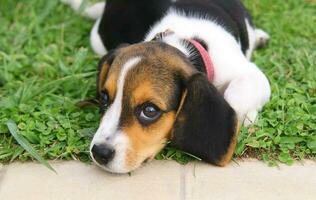 Cute Beagle puppy photo