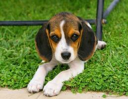 Cute Beagle puppy photo