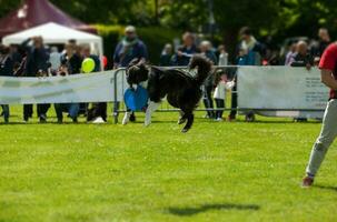 perro border collie con frisbee foto