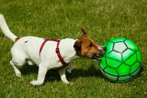 Jack Russell Terrier dog playing with ball photo